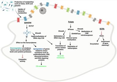 Are Metabolites From the Gut Microbiota Capable of Regulating Epigenetic Mechanisms in the Human Parasite Entamoeba histolytica?